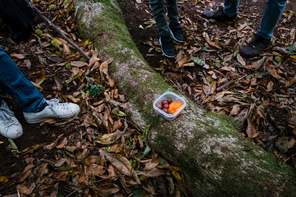 Box of picnic lunch on a fallen tree in woods