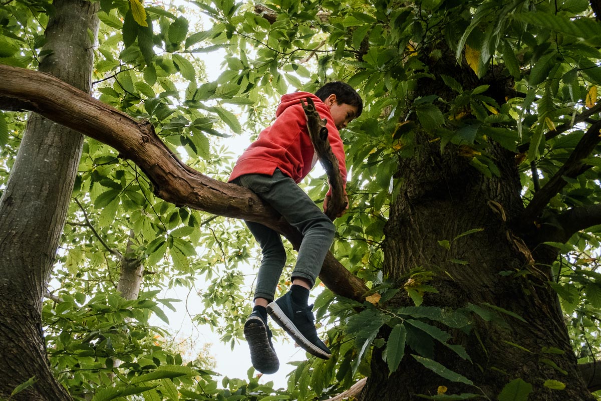 Boy suspended in a tree in forest